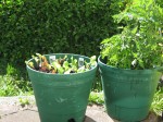 planter tubs on patio - tomato/basil to the right